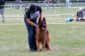 关于科维托娃连续十五场比赛得分超过领先优势明显，老鹰不断突破！赛场气氛高涨的信息-爱游戏体育下载